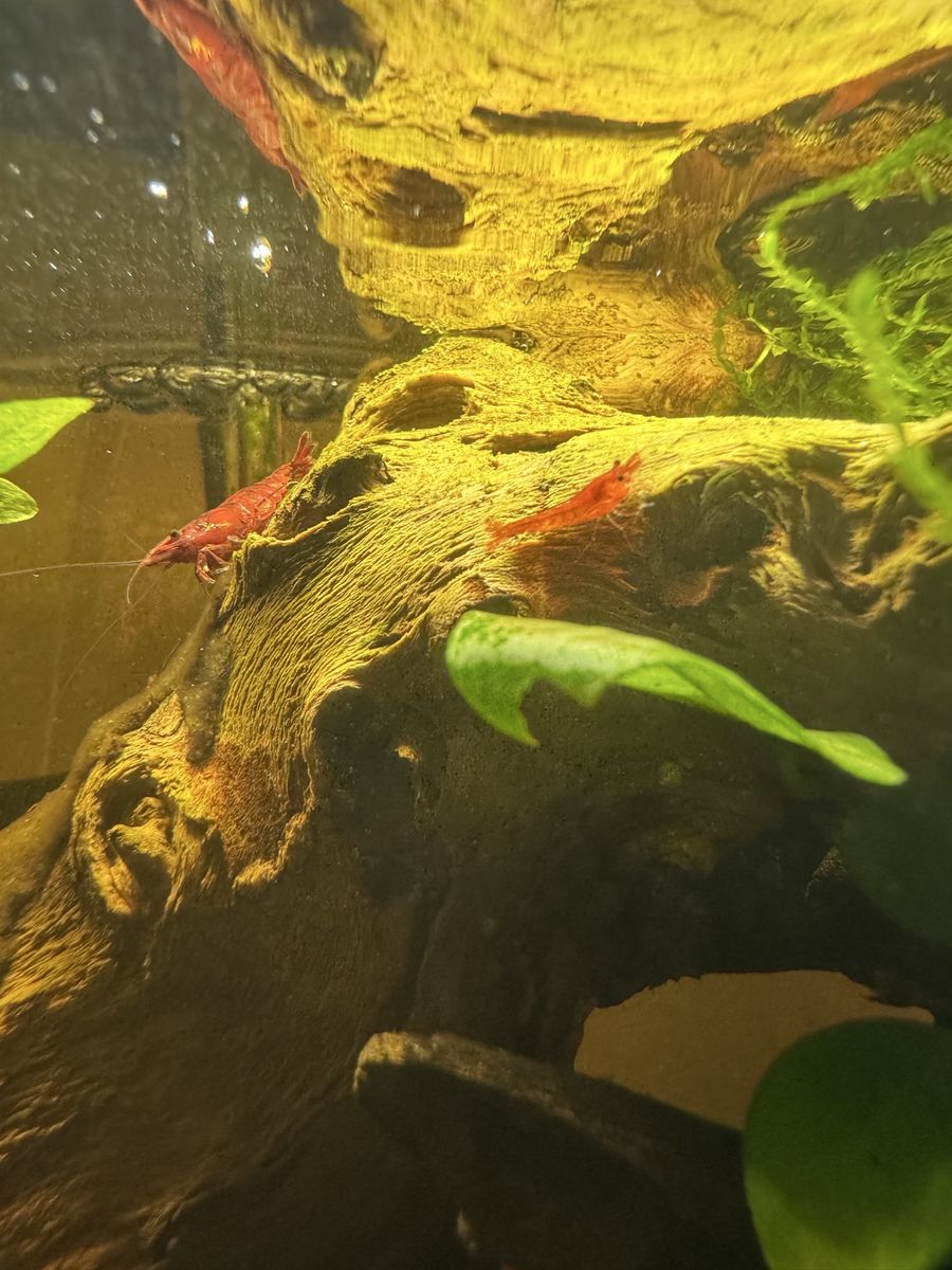 Cherry Shrimp (neocaridina)