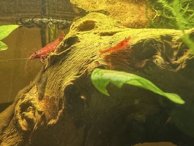 Cherry Shrimp (neocaridina)
