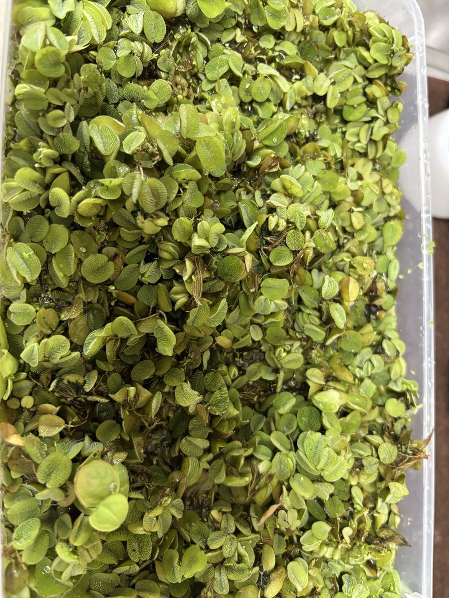 1 Bag Of Floating Plants