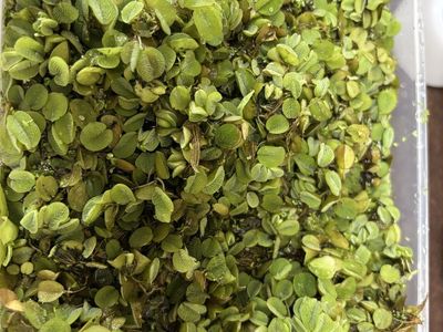 1 Bag Of Floating Plants