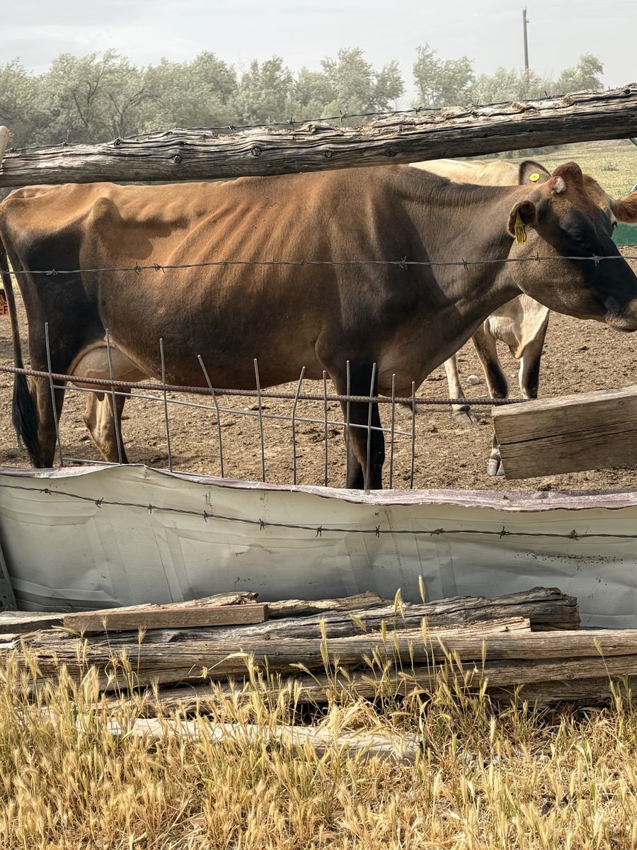 Jersey second calf cow with half Wagyu calf
