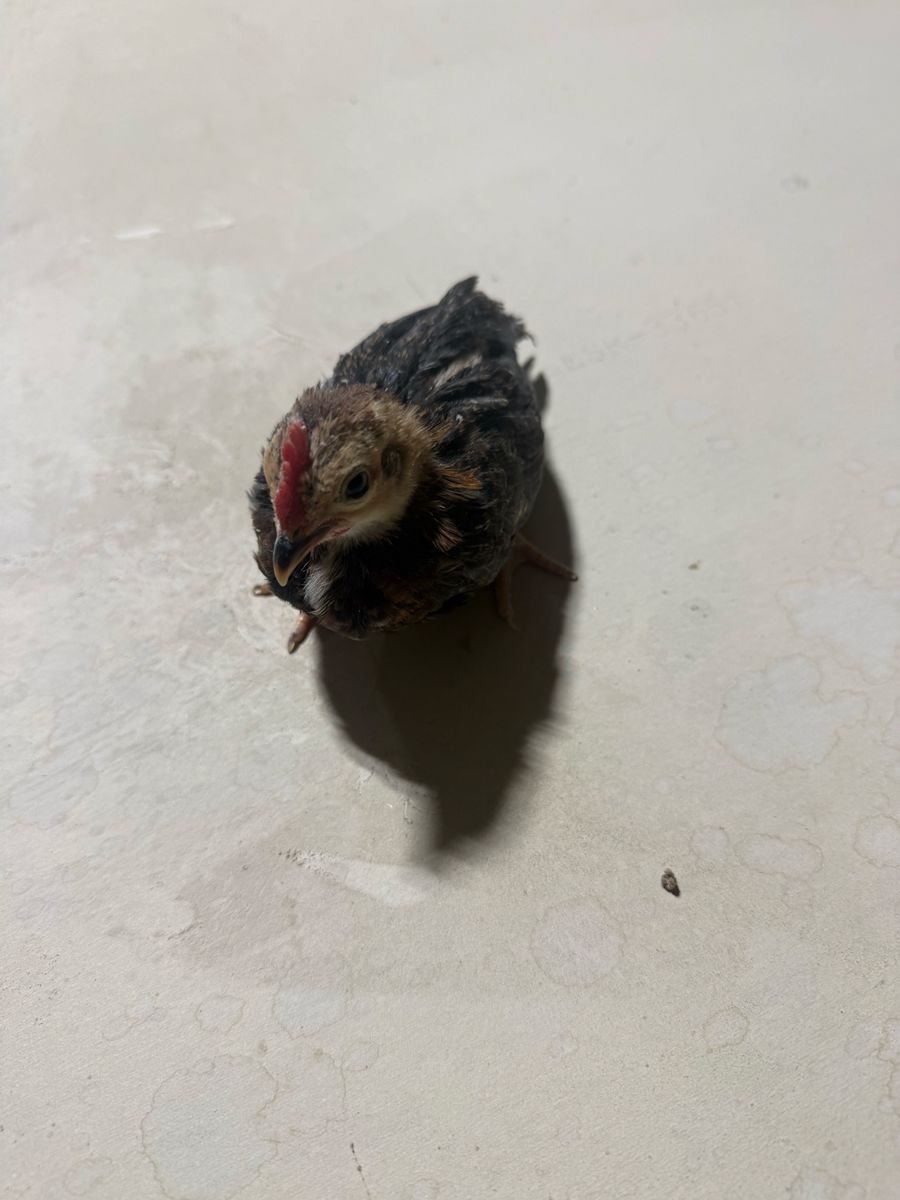 Little Bantam Rooster