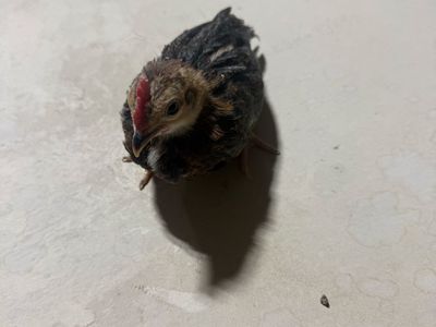 Little Bantam Rooster