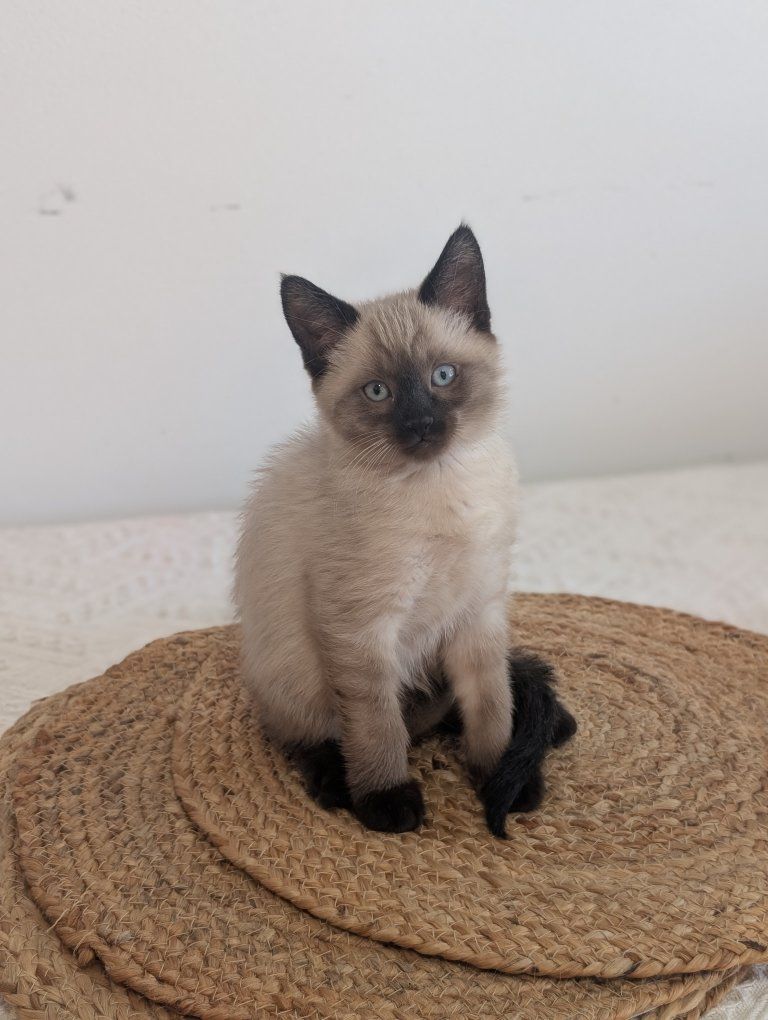 Adorable Male Siamese Kitten