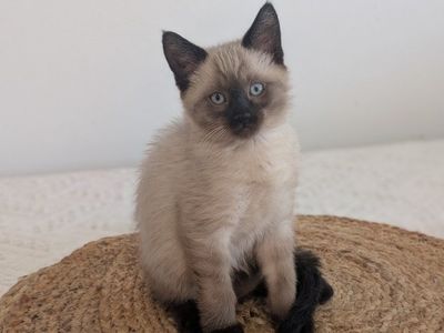 Adorable Male Siamese Kitten