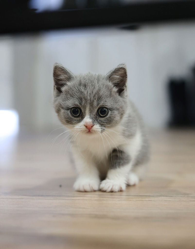 TICA Registered Show Quality British Shorthair