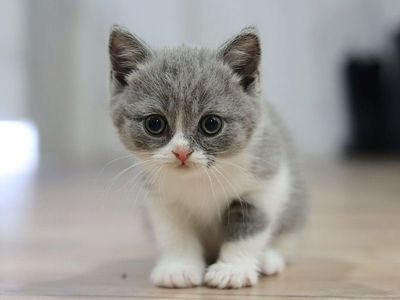 TICA Registered Show Quality British Shorthair