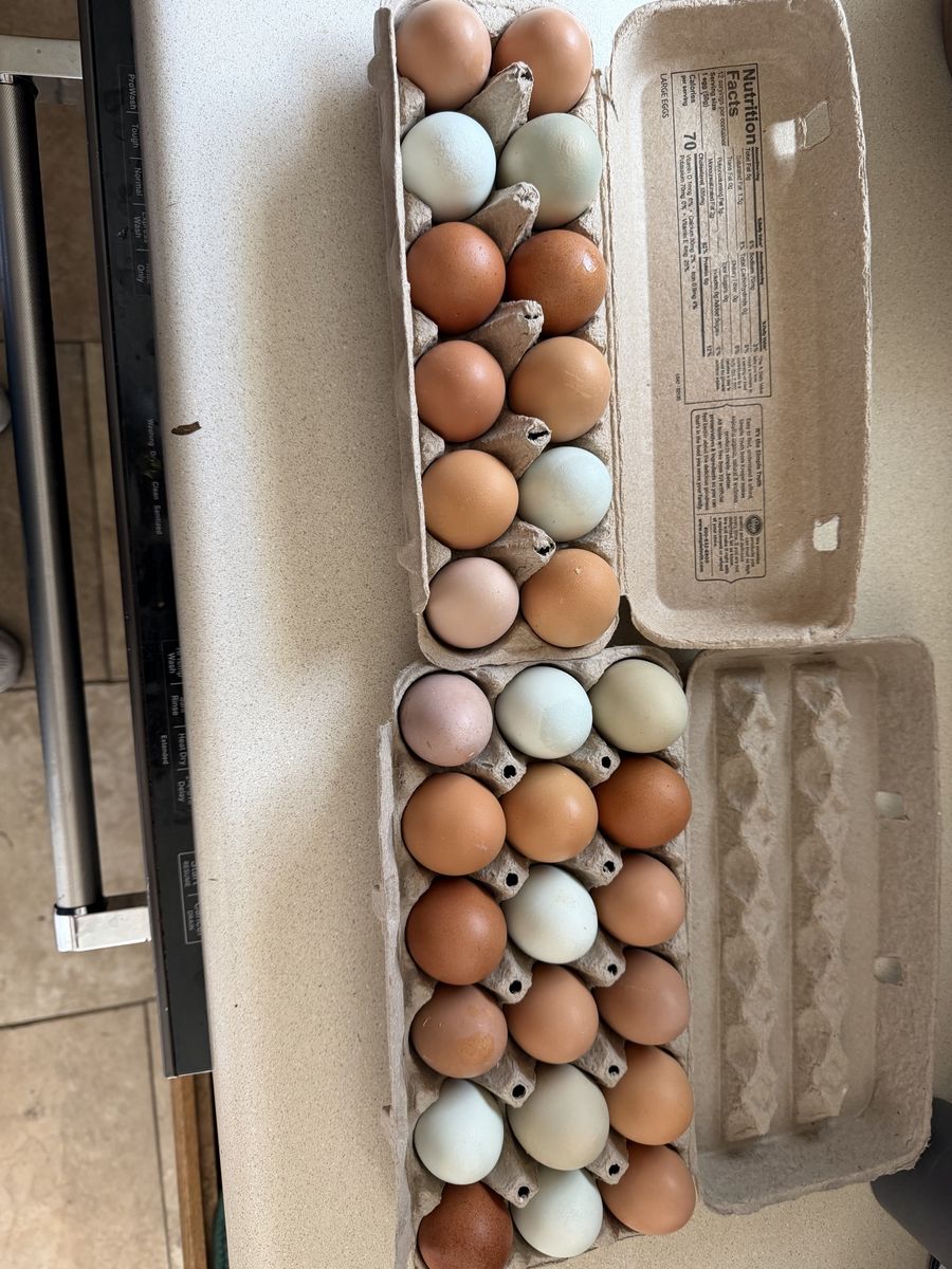 Farm fresh eggs