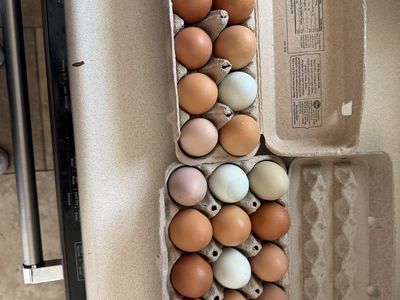 Farm fresh eggs
