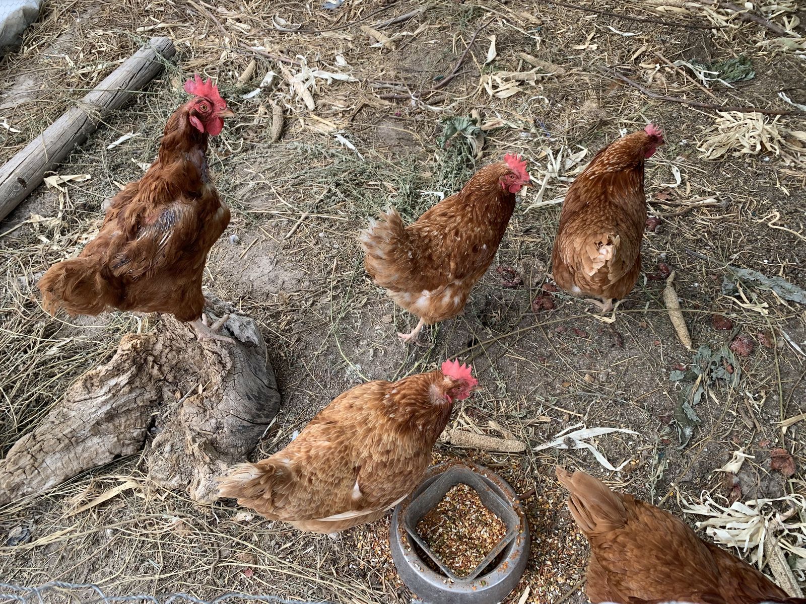 FREE CHICKENS 
