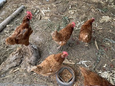 FREE CHICKENS
