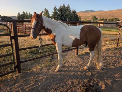 5 year old mustang gelding