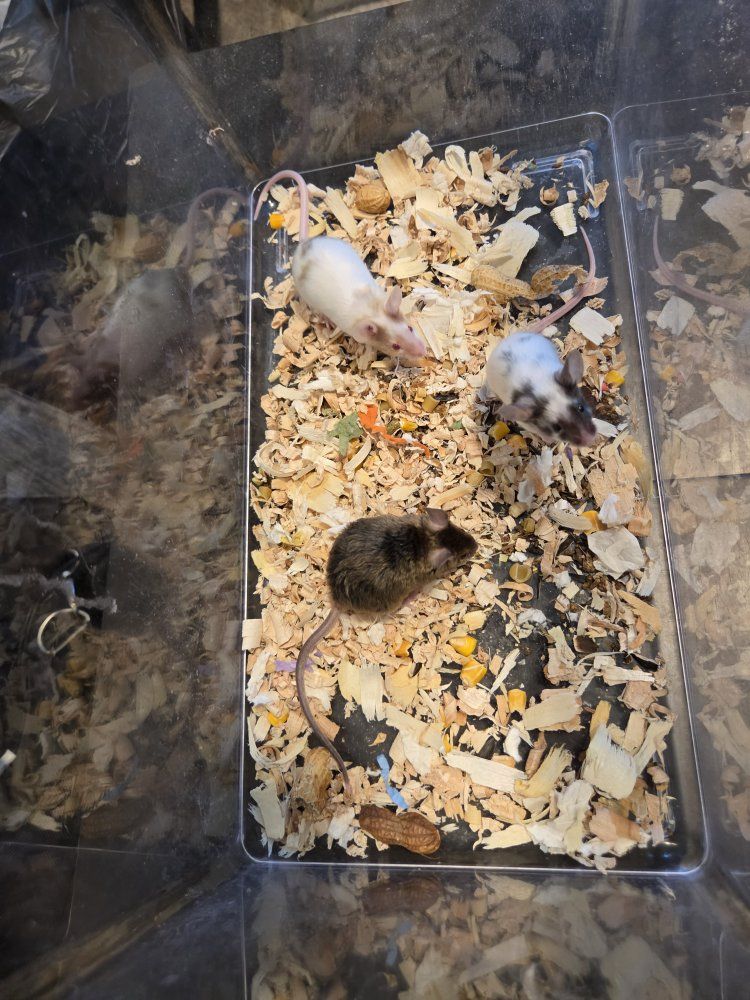 Female Fancy Mice