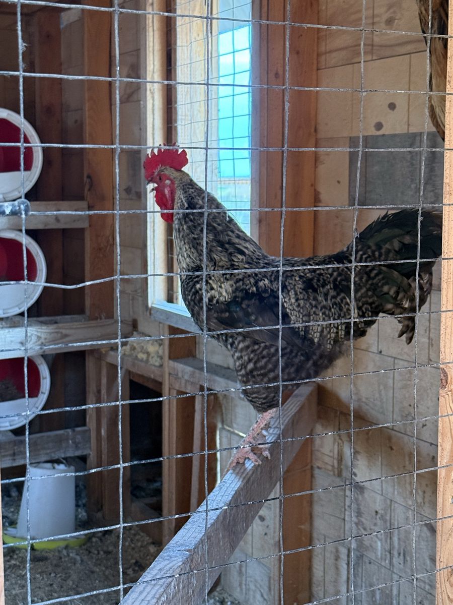 Free roosters
