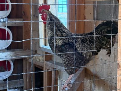 Free roosters