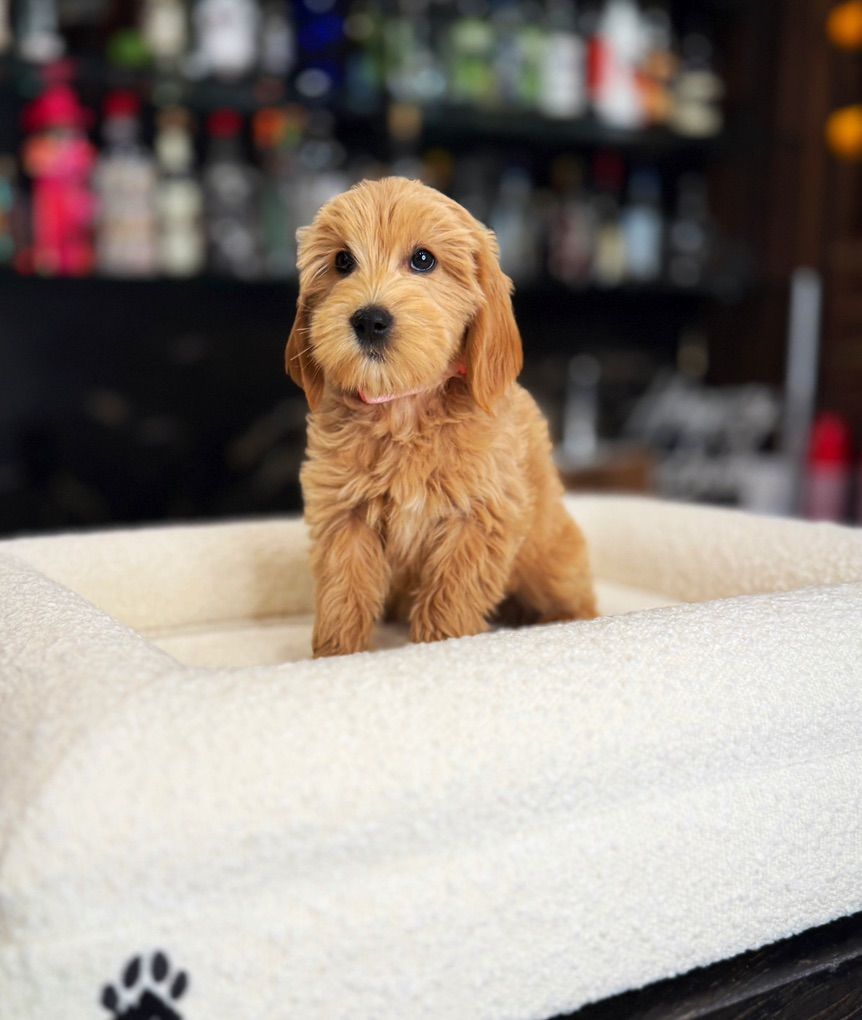 Darling Tiny Goldendoodle Boy Includes Everything