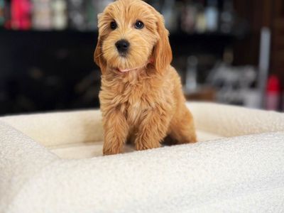 Darling Tiny Goldendoodle Boy Includes Everything