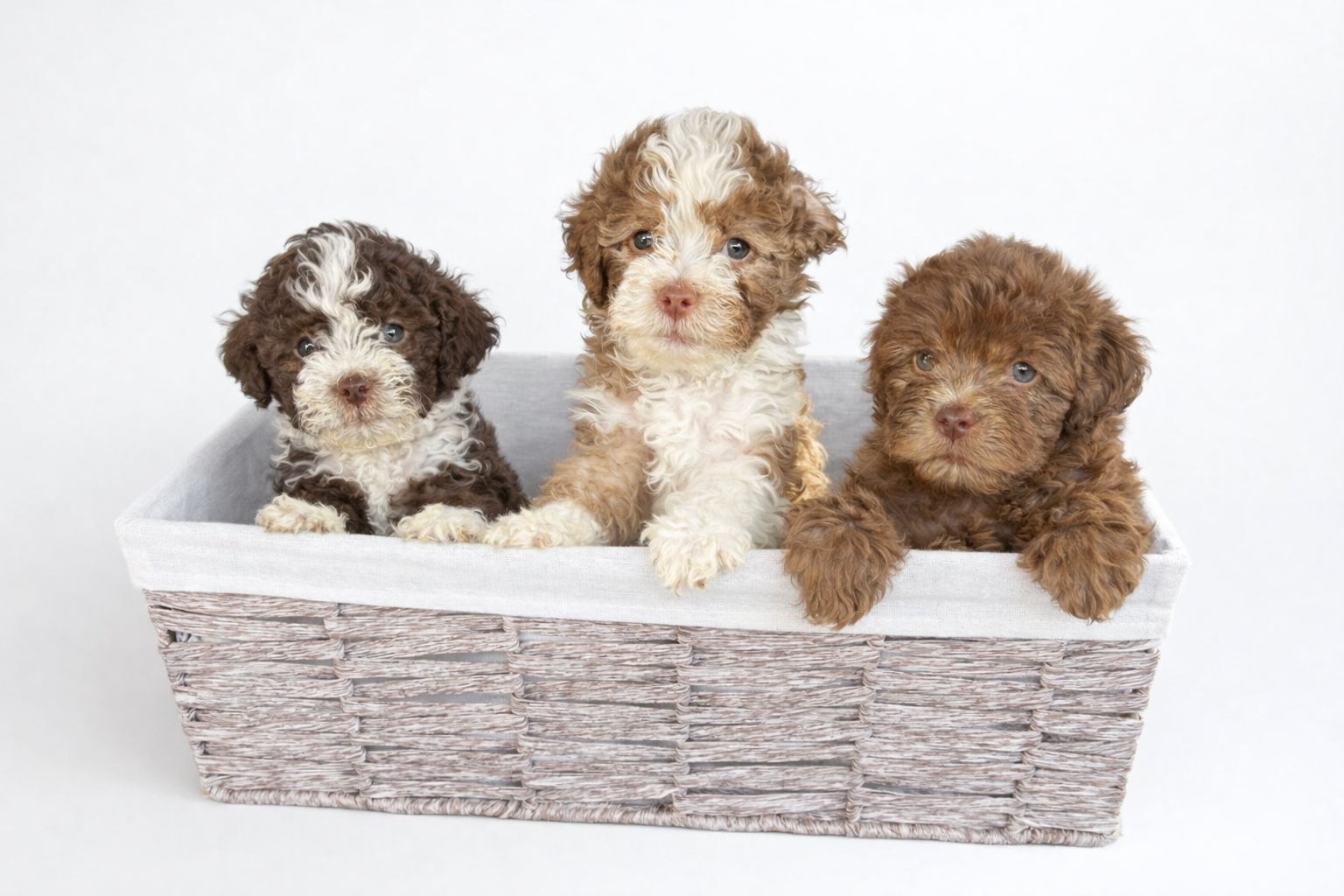 Designer Breed | Chocolate & Teddy Bear Color Maltipoo Puppies | Mini Toy Hypoallergenic