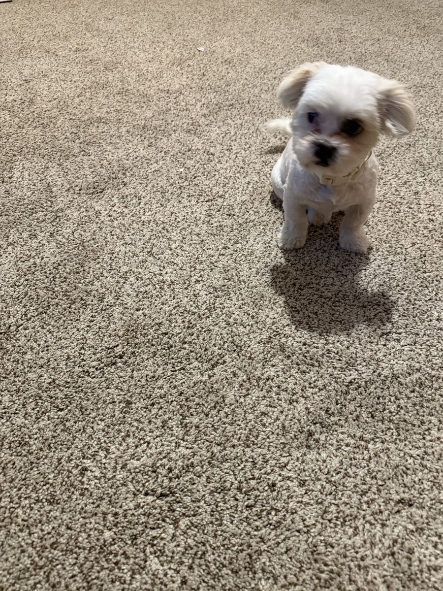 Shih Tzu  1 Boy Left