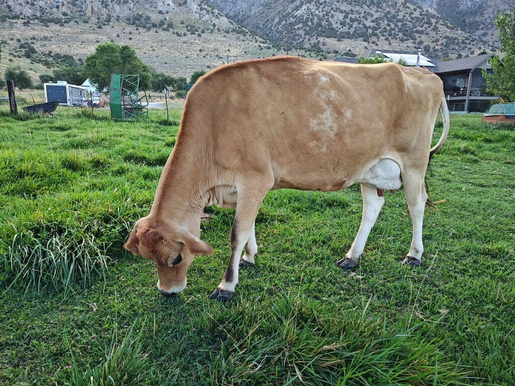 A2/A2 Jersey Cow