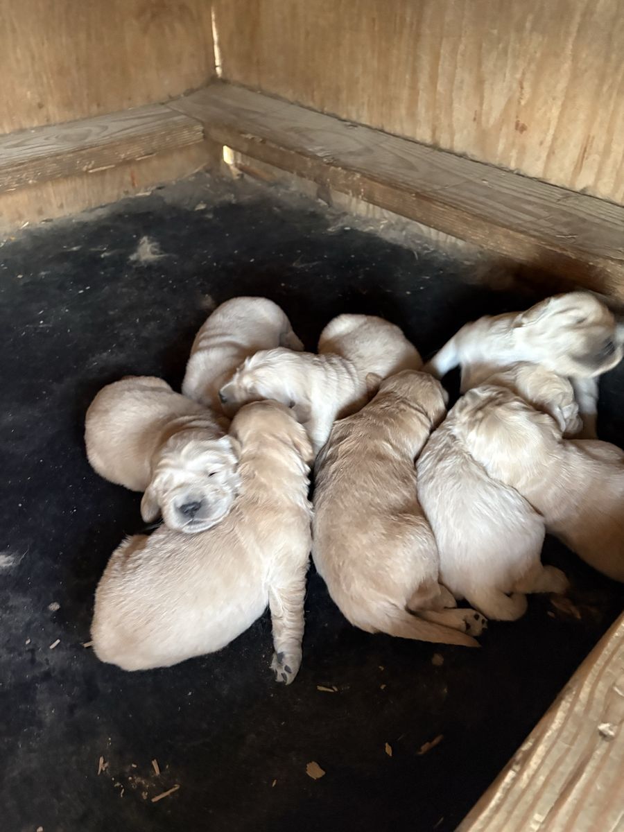 AKC Golden Retriever puppies