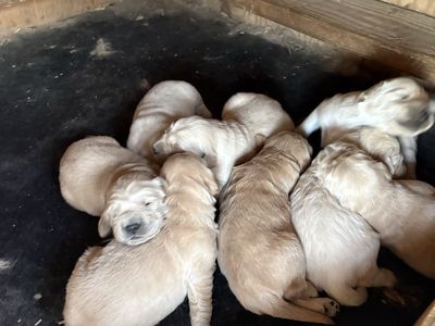 AKC Golden Retriever puppies