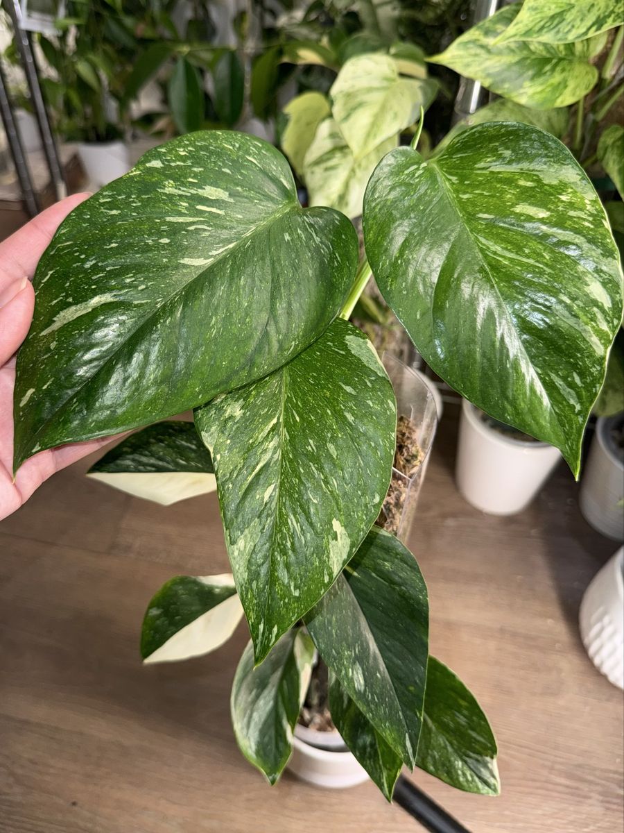 Epipremnum Aureum Colorado Constellation - Plant