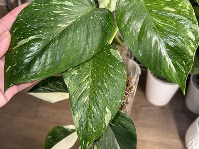 Epipremnum Aureum Colorado Constellation - Plant