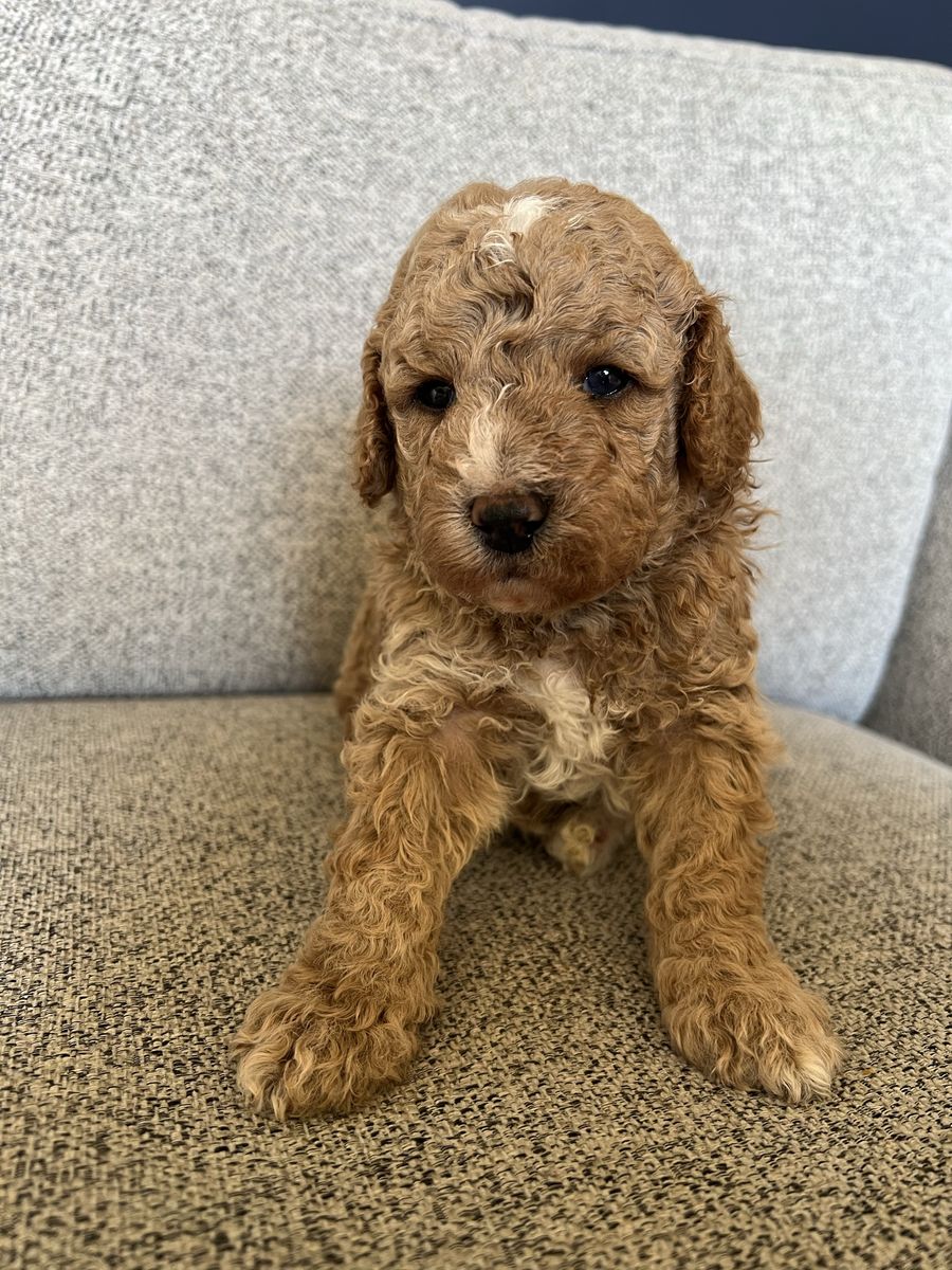 Adorable AKC Poodle Puppies - Looking for Loving Homes, Miniature Moyen Poodles, Red and White Parti, Deep Red Poodle