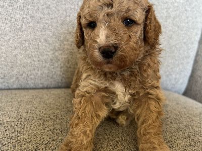 Adorable AKC Poodle Puppies - Looking for Loving Homes, Miniature Moyen Poodles, Red and White Parti, Deep Red Poodle