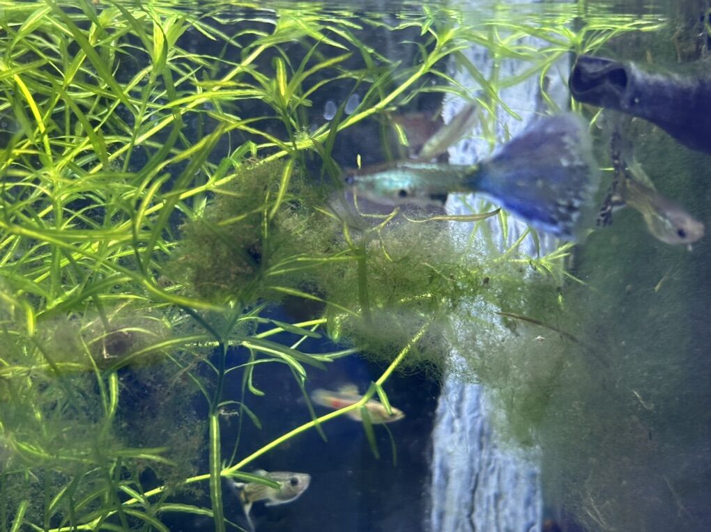 Purple Snake Skin Fancy Male Guppies