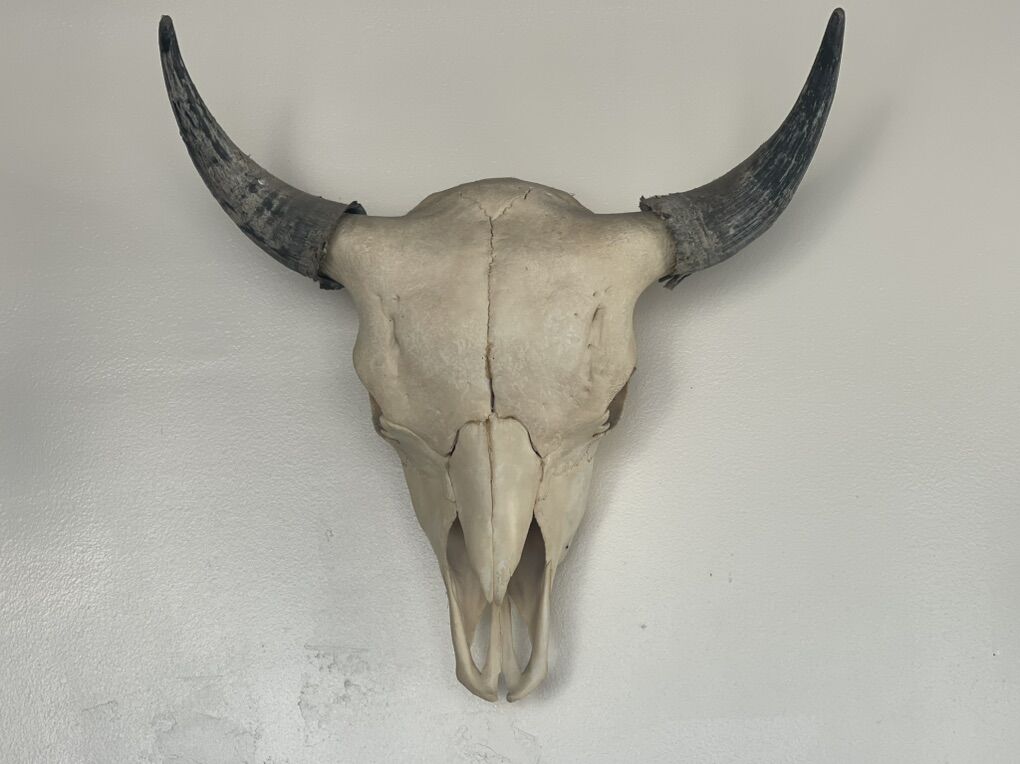 Bull Skull Mount with Horns
