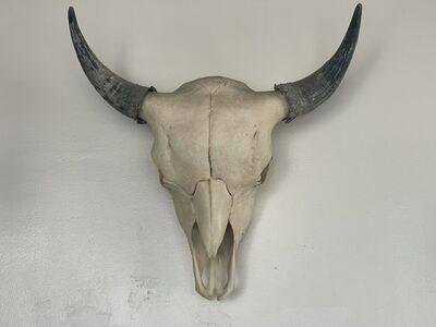 Bull Skull Mount with Horns