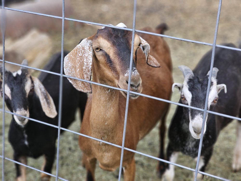 Dot – Purebred Nubian Doe – $150