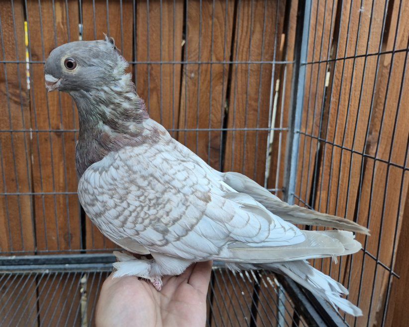 Hand Raised Blondinette Classic Frill Pigeons