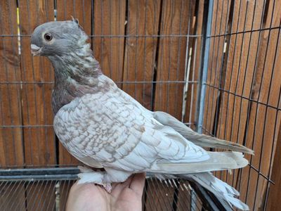Hand Raised Blondinette Classic Frill Pigeons