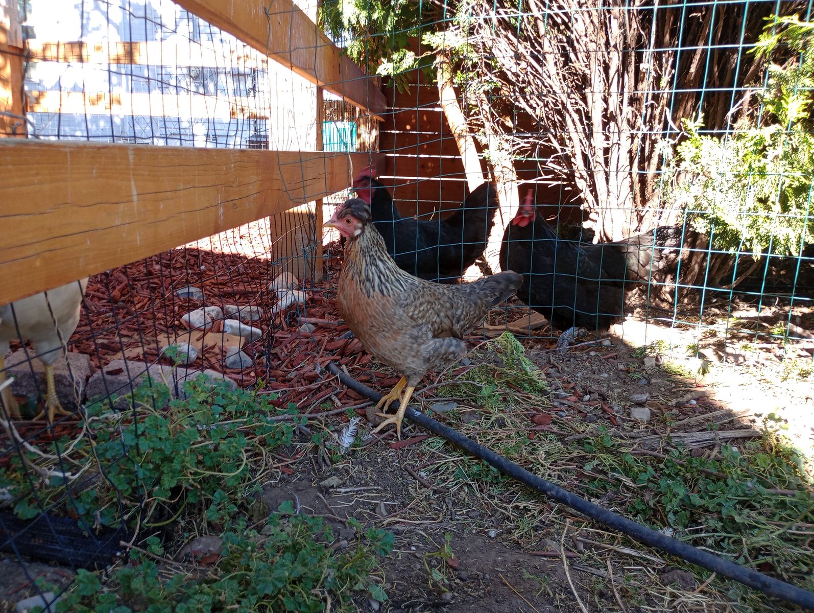 FREE Rooster