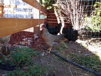 FREE Rooster