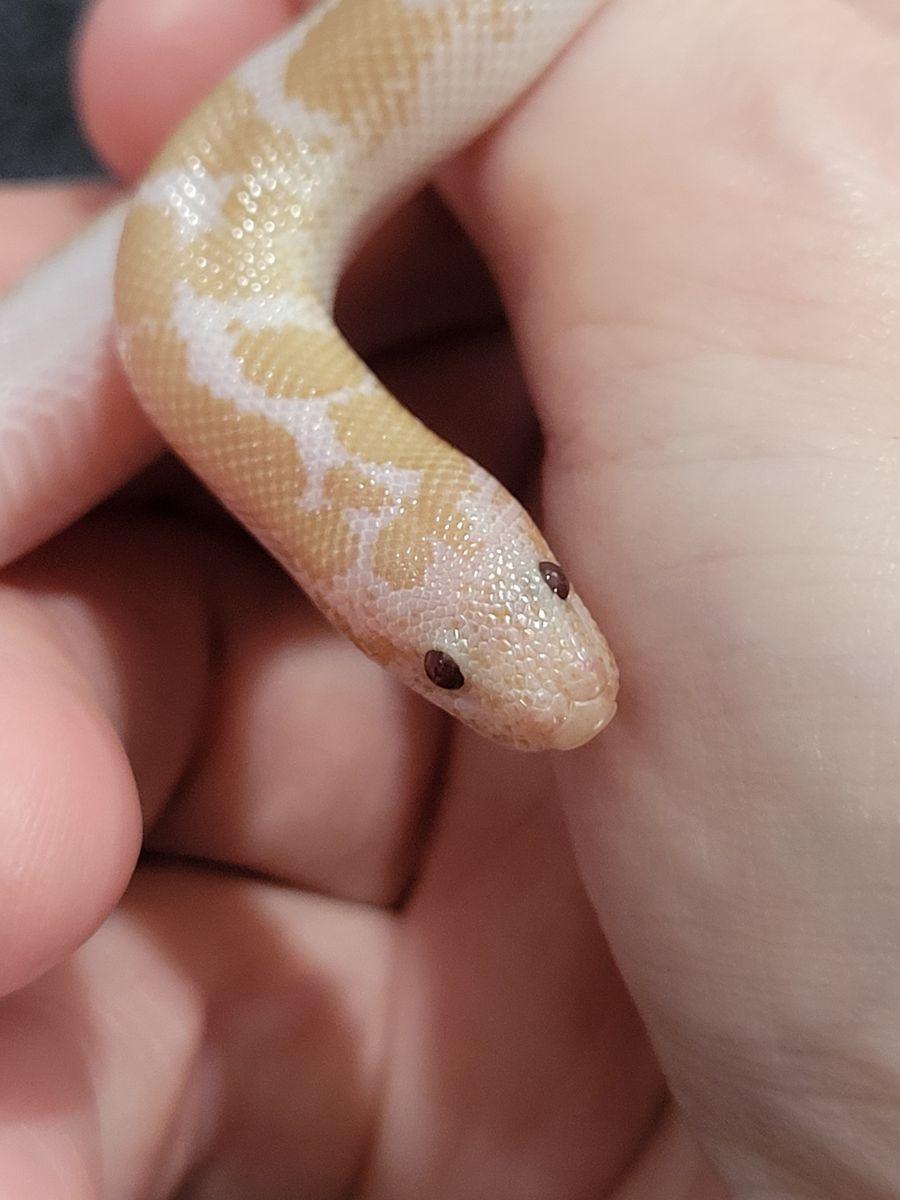 Adorable Baby Male Snow Kenyan Sand Boa