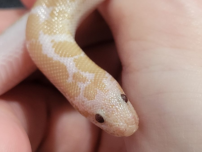 Adorable Baby Male Snow Kenyan Sand Boa