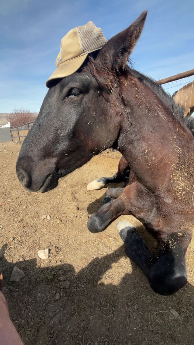 2-3 Year old Roberts mountian Mustang Loves People
