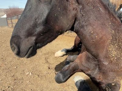 2-3 Year old Roberts mountian Mustang Loves People