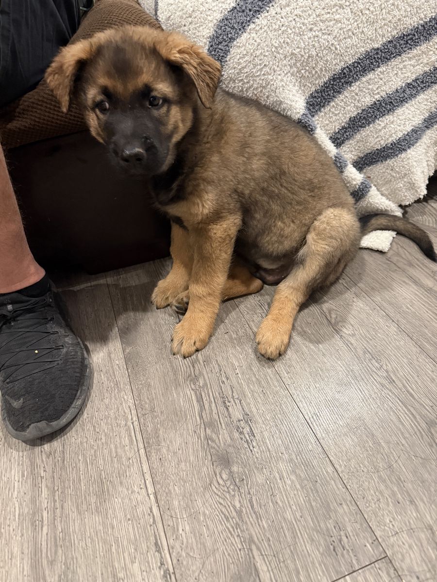 GSD Puppy 9 Weeks