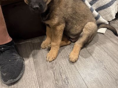 GSD Puppy 9 Weeks