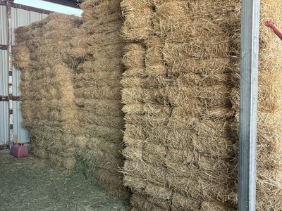 Barn Stored Straw Bales