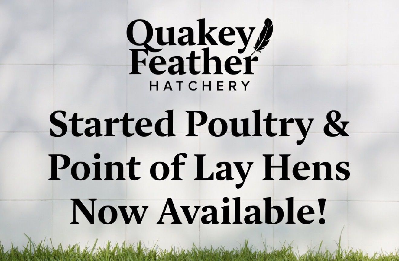 Quakey Feather Hatchery Started Poultry & Point of Lay Hens - Now Available!
