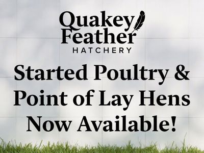 Quakey Feather Hatchery Started Poultry & Point of Lay Hens - Now Available!