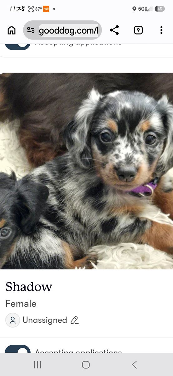 Mini longhaird dachshund