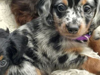 Mini longhaird dachshund