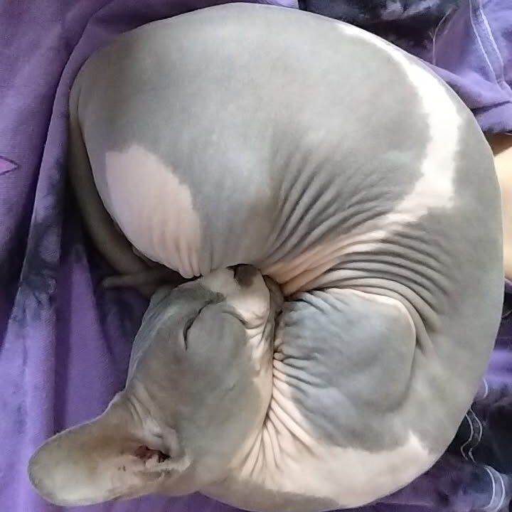 female bambino sphynx